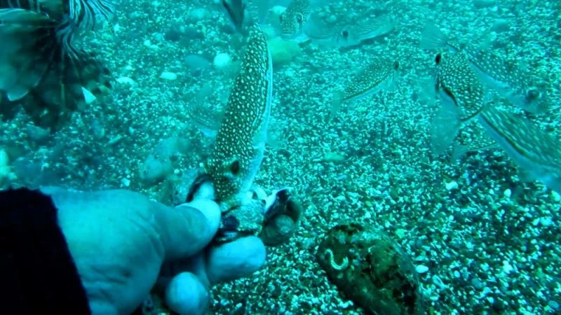 Görenin arkasına bakmadan kaçtığı Balon Balığı sürüsünü elleriyle akvaryum balığı gibi besledi

