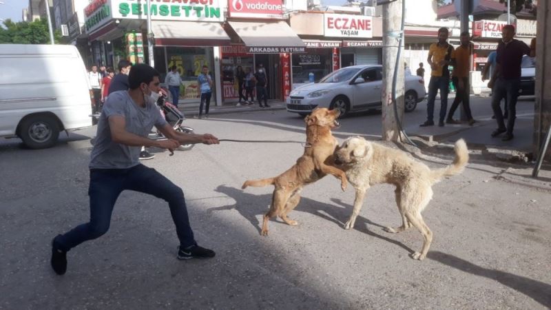 Köpekler birbirine zarar vermesin diye kendini tehlikeye attı
