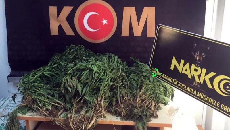İzmir’de uyuşturucu operasyonunda 774 kök Hint keneviri ele geçirildi
