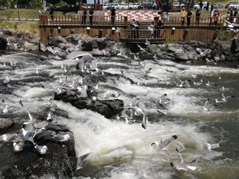 İnci kefalinin martılar ile mücadelesi
