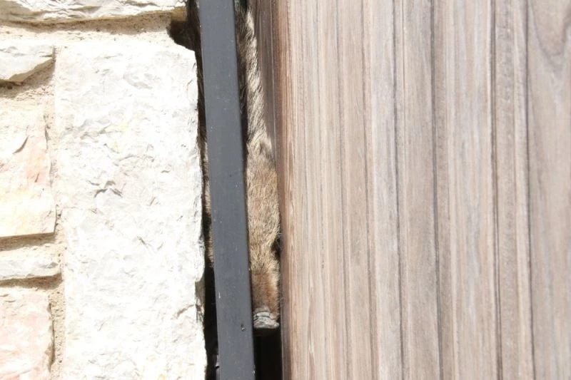 Bodrum’da lüks siteye giren domuz sürüsünü ortalığı birbirine kattı
