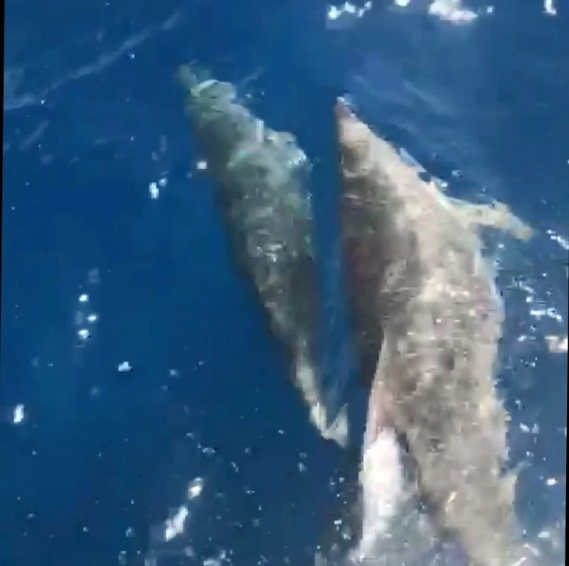 Marmaris Körfezinde Yunusların dansı
