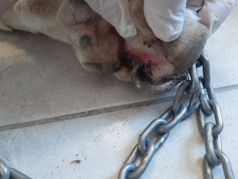 Köpeğin patisini delip zincir takan cani Bodrum’u ayağa kaldırdı
