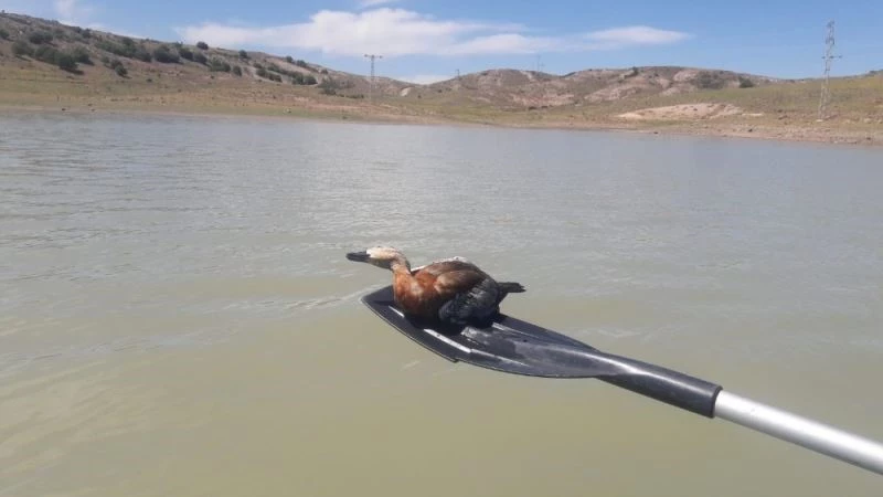 Yasa dışı balık avı için serilen ağlar yabani kuşlara mezar oluyor
