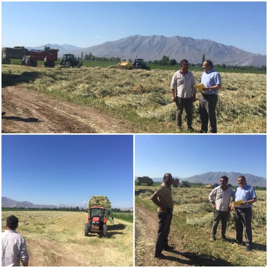 ELBİSTAN’DA YEM BEZELYESİ HASADI BAŞLADI