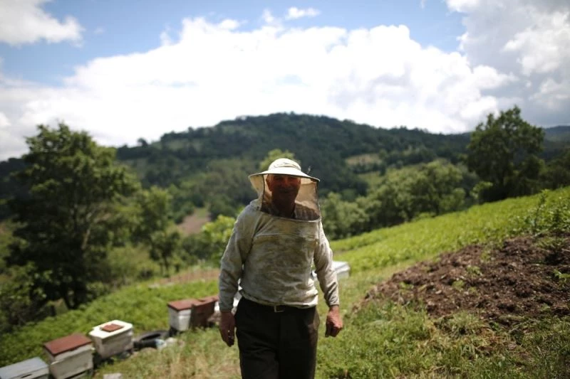 (Özel) Kilosu 100 liraya satılan bala ayılar dadandı
