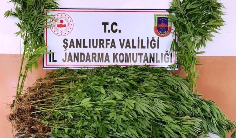 Şanlıurfa’da 2 bin 367 kök kenevir ele geçirildi
