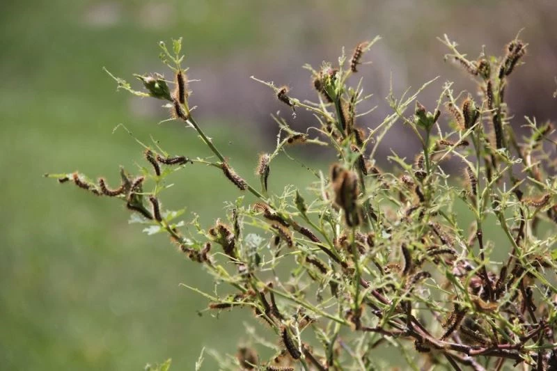 Sivas’ta tırtıl istilası, vatandaşlar tedirgin
