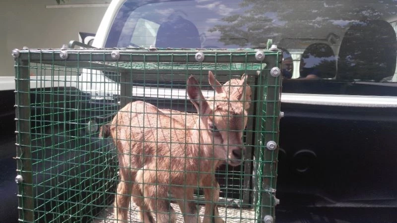 Aç kalan yavru yaban keçilerine vatandaşlar sahip çıktı
