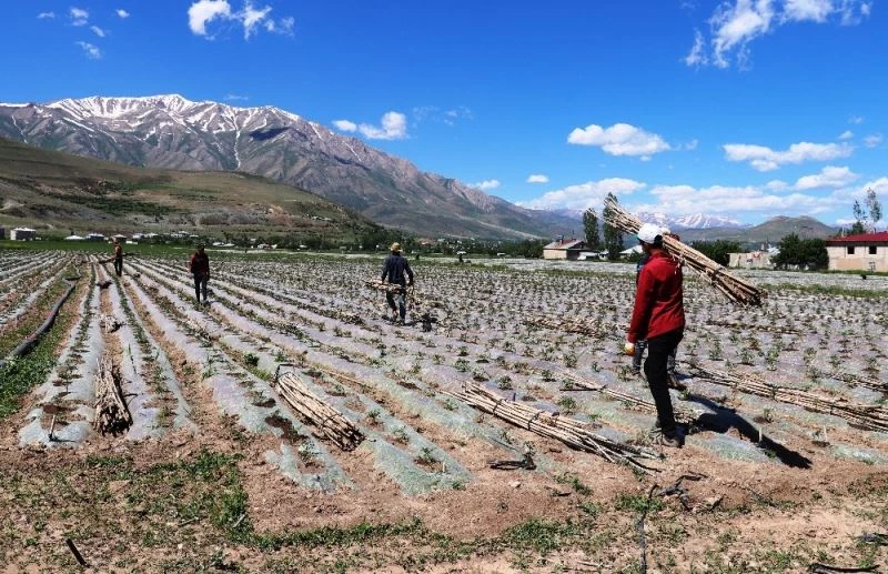 (Özel) Cumhurbaşkanı Erdoğan’ın çağrısıyla Gevaş’ta üretim seferberliği
