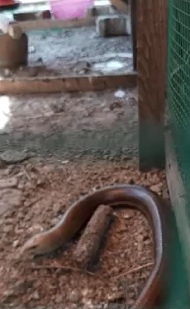 Son derece zararsız ama görenler yılan zannedip öldürüyor
