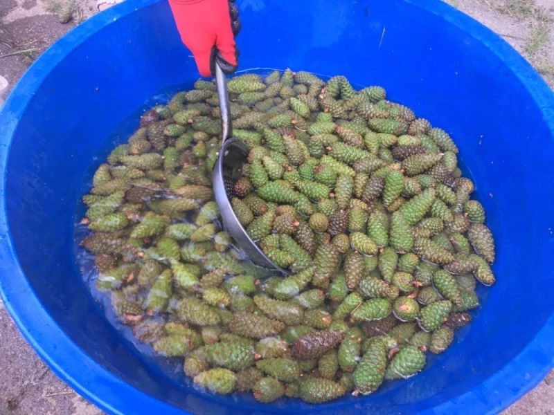 Ceviz diyarı Oğuzlar’da çam kozalağı reçeli üretiliyor
