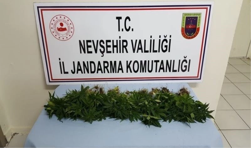 Avanos’ta 39 kök Hint keneviri ele geçirildi
