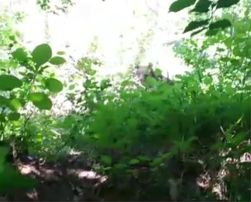 Takıldığı tellerden kurtulan ayı korkulu anlara neden oldu
