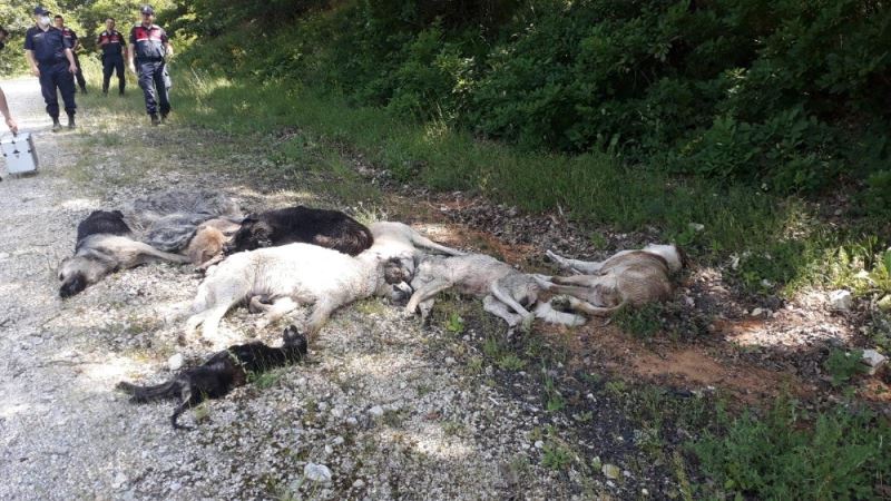 Büyük vicdansızlık: Ormanda 12 köpek ölüsü bulundu
