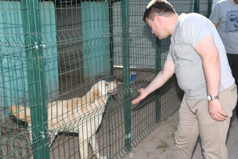 Başkan Dinçer: “Sahipsiz hayvanları koruyor, özenle bakıyoruz”
