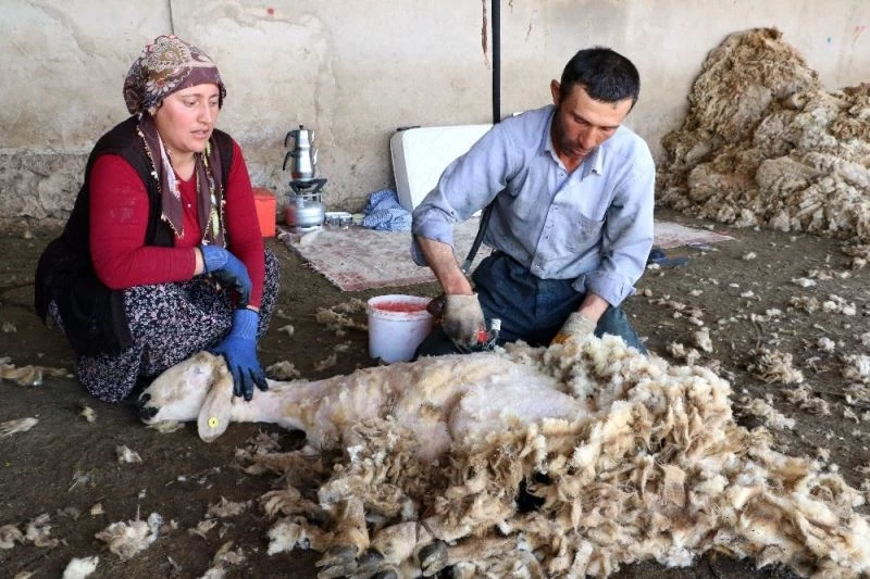 Havaların ısınmasıyla besicilerin koyun kırkma telaşı başladı

