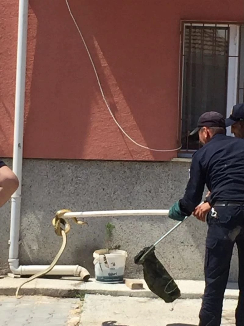 İtfaiyeciler yakaladıkları yılanı doğal ortamına bıraktı

