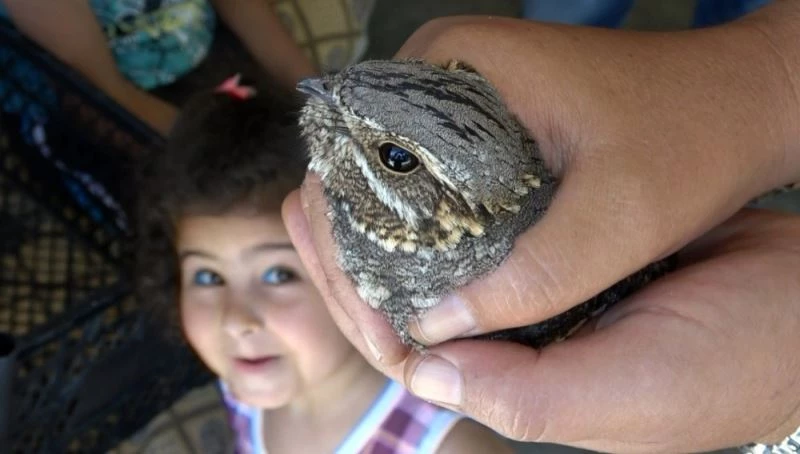 Ebabil sanılan ’çobanaldatan’ kuşu tedavi altına alındı
