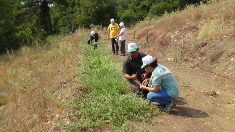 Değersiz diye arazilerden söktükleri bitkinin kilosu 2.5 Euro
