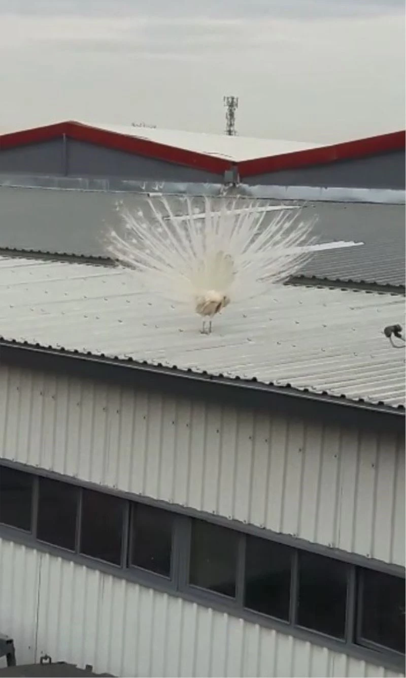 Fabrikanın çatısına tavus kuşu kondu, görenler hayretler içinde kaldı
