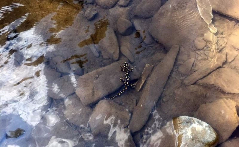 Yüksekova’da benekli Anadolu semenderi görüntülendi
