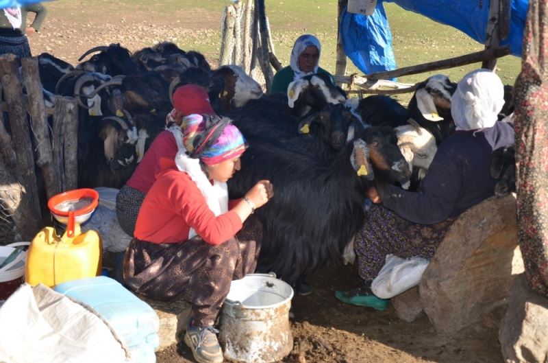 Kadınların yayladaki zorlu mesaisi başladı
