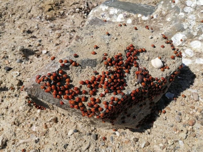 Saros sahilleri uğur böcekleri ile kırmızıya büründü
