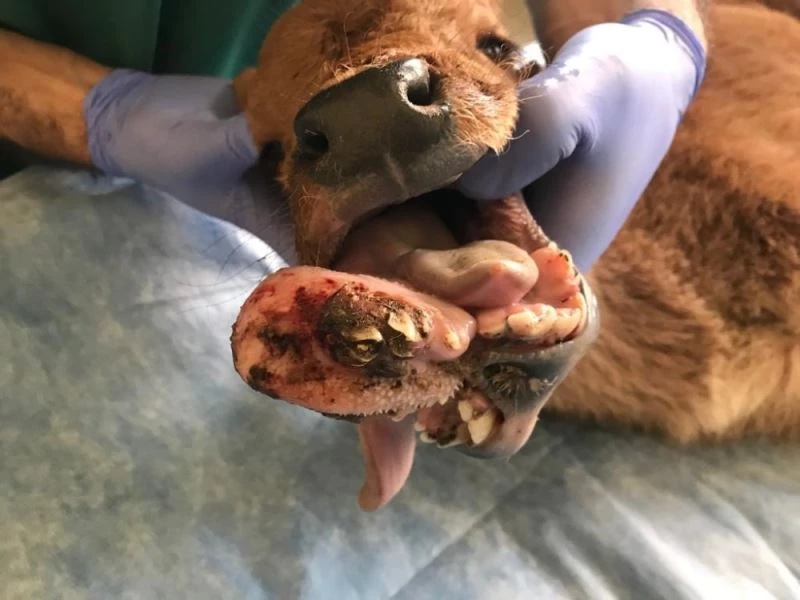 Çene yapısı bozuk doğan buzağı tedavi edildi
