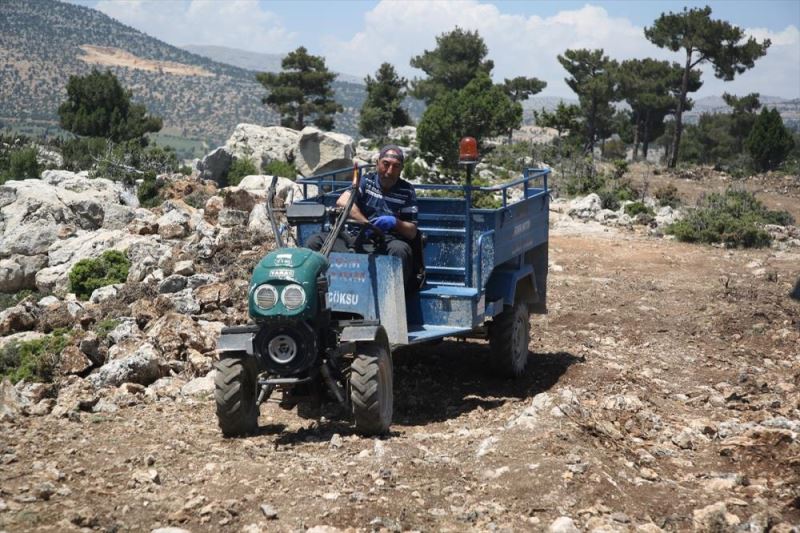 Mağaralarda olgunlaşmaya bırakılan obruk peynirinin 