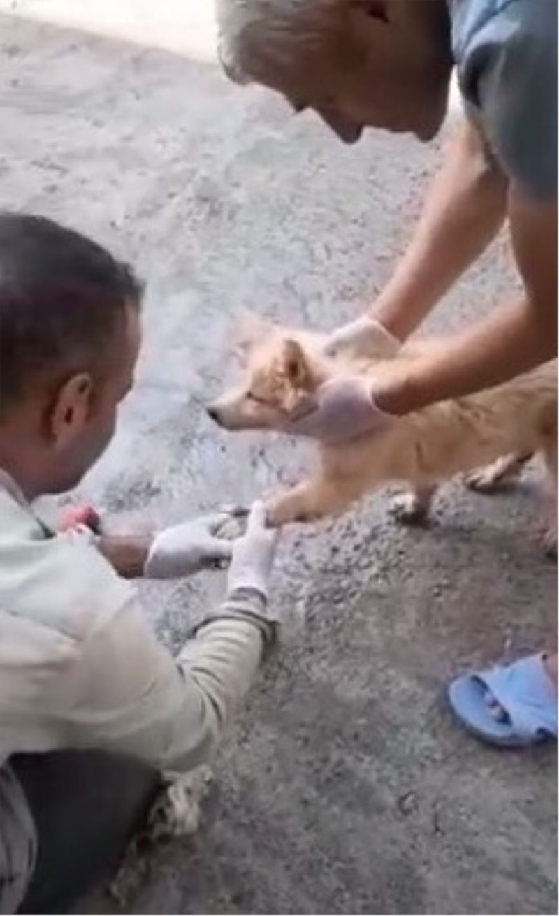 Ayakları asfalta yapışan yavru köpek böyle kurtarıldı
