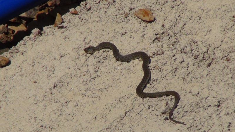 Sulama kanalında yılan paniği
