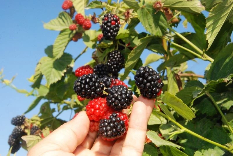 Mersin’de böğürtlen hasadı başladı
