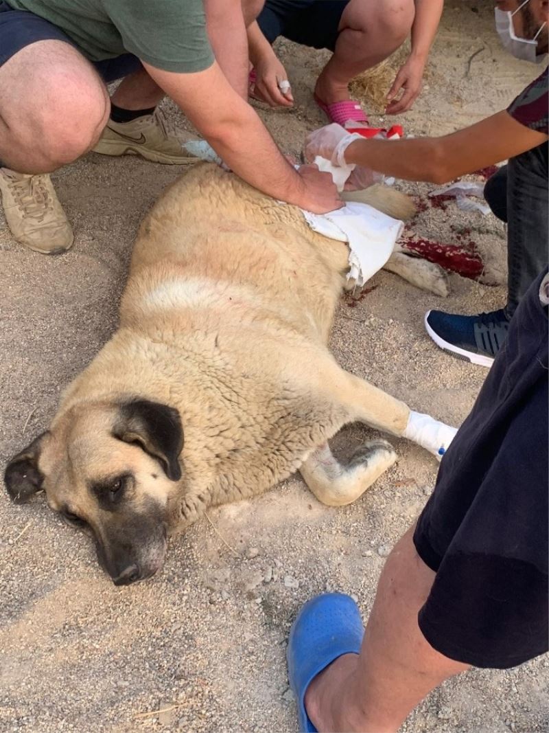 Sokaktaki köpeği bıçaklayan şahıs gözaltına alındı

