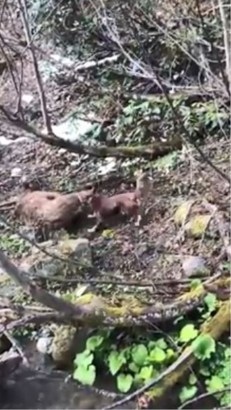 Artvin’de yavru ayıyı vuran ve köpekleri üzerine salan kişi yakalandı
