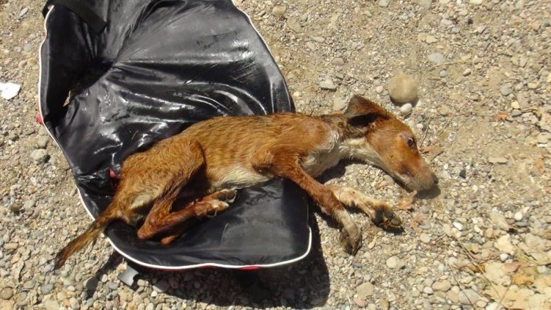 Suyun aniden yükselmesiyle şelalede mahsur kalan köpek ölmek üzereyken kurtarıldı
