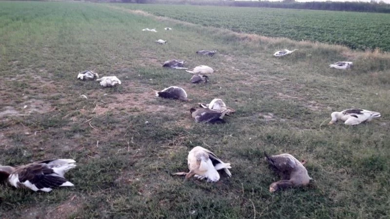 CHP İlçe Başkanının babası, tarlasına giren 40 kazı katletti
