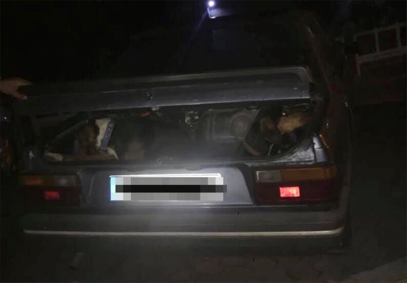 Aracın bagajında av köpekleriyle yakalandılar
