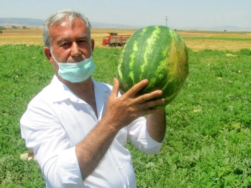Araban Karpuz’unun hasadına başlandı
