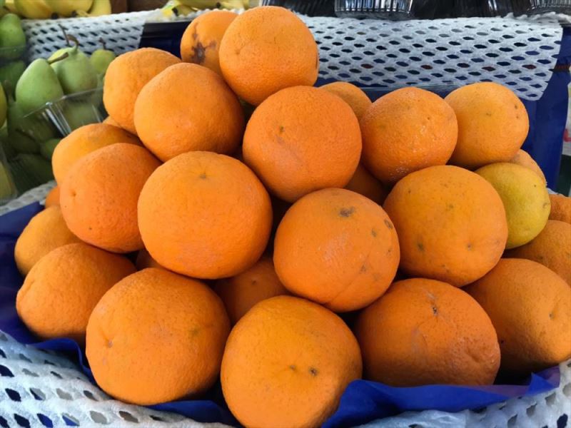 Güneyin turunçgil üretim merkezlerinden ekonomiye önemli katkı
