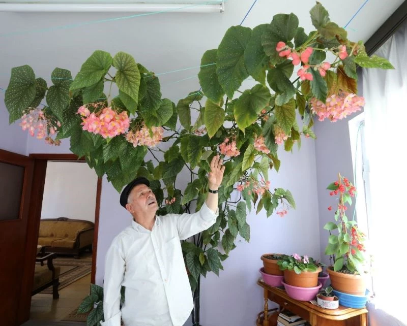 (Özel) Eşinin hatırasını yaşatmak için gözü gibi baktığı çiçek bütün odayı kapladı
