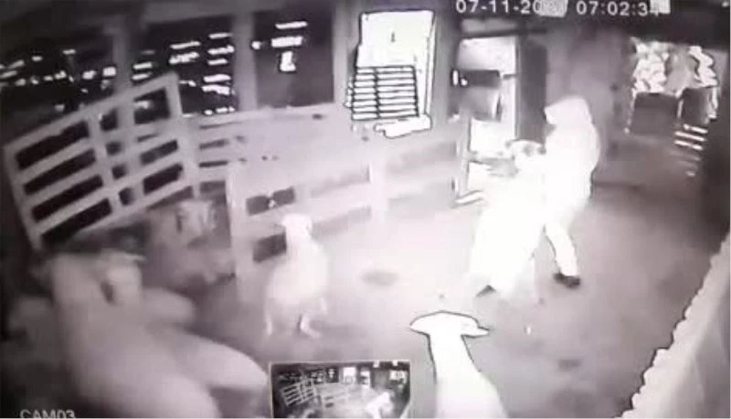 Kurbanlık koçları sürükleye sürükleye çaldılar
