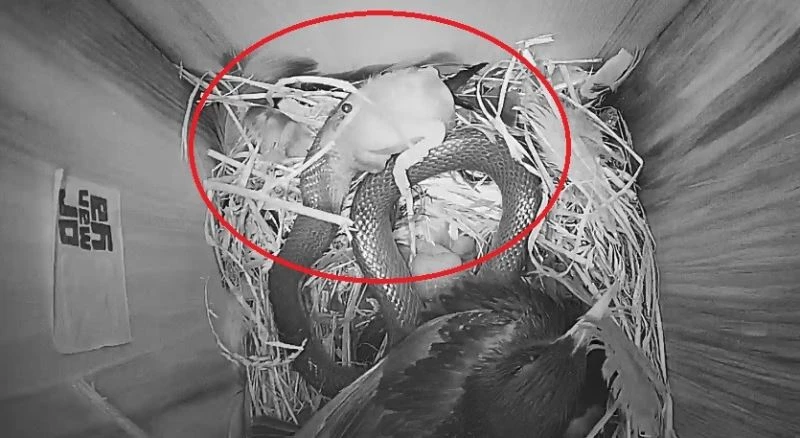 Sığırcık kuşu yavrularını korumak için yılanla böyle mücadele etti
