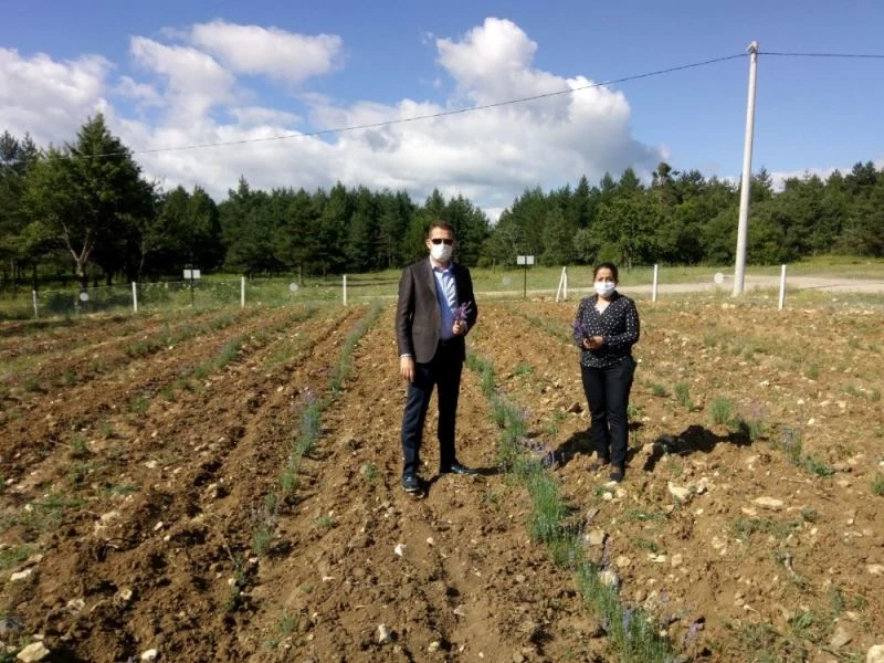 Safranbolu’nun yeni turizm alternatifi: Lavanta bahçeleri
