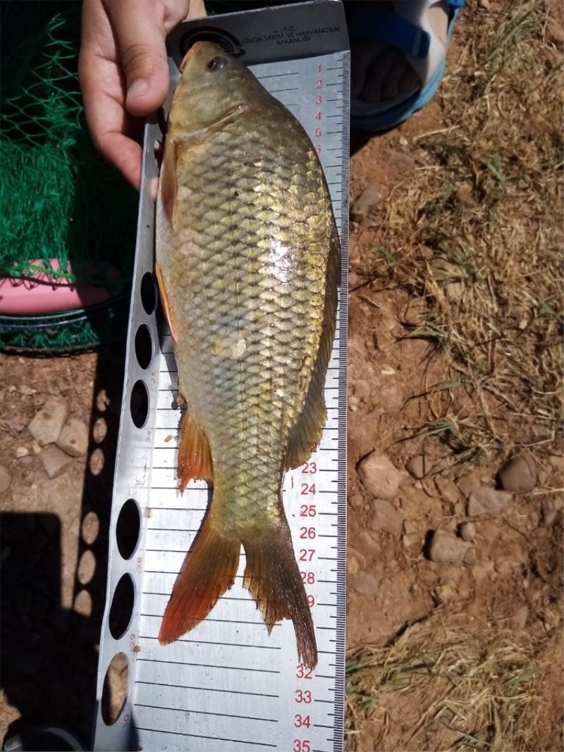 Beyşehir Gölünde boy limiti altında balık avlanmasına ceza
