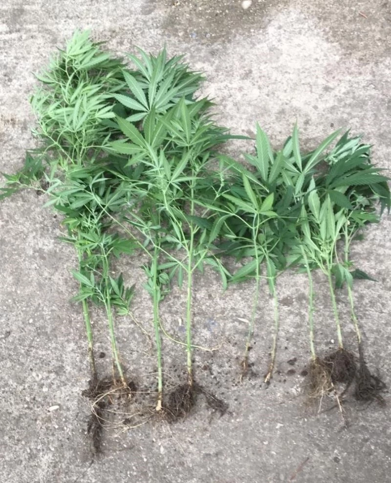 Evin bahçesinde kenevir yetiştirmiş
