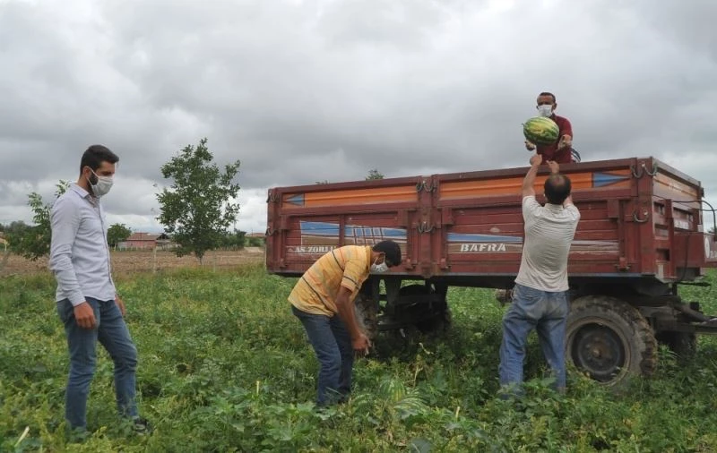 Bafra Ovası’nda erkan karpuz kesimine geçit yok

