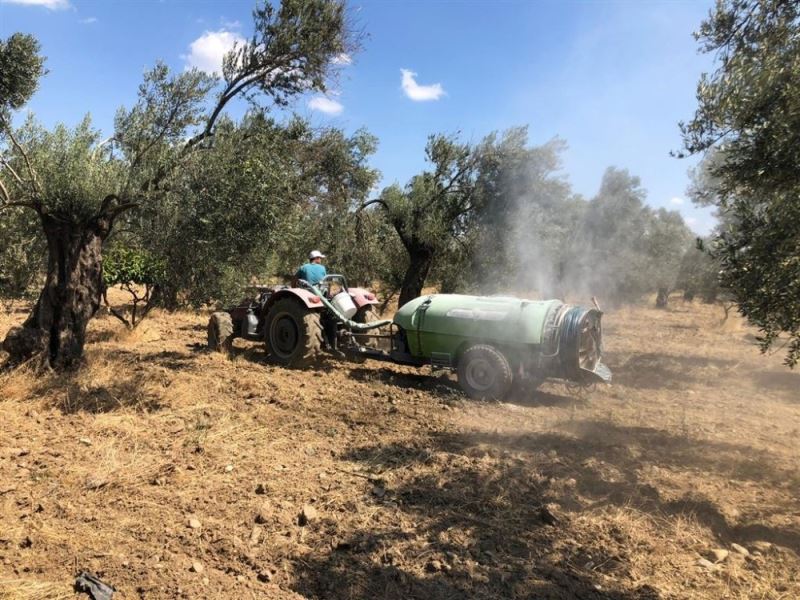 BAÇEM zeytin sineğine karşı kaolin kili kullanıyor
