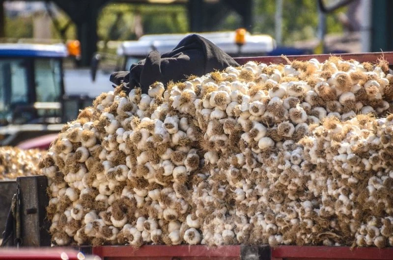 Beyaz Altın Sarımsak, 13 ile 20 TL aralığında alıcı buluyor
