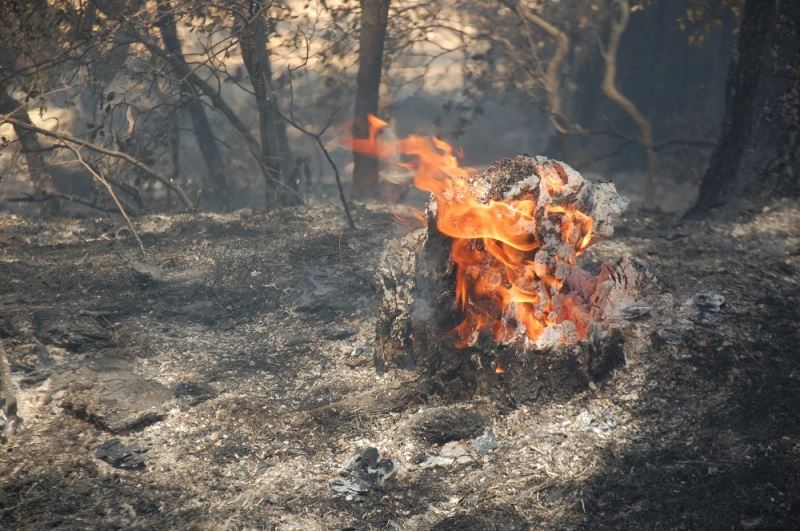Saros’da ormanlık alandaki yangın kontrol altına alındı

